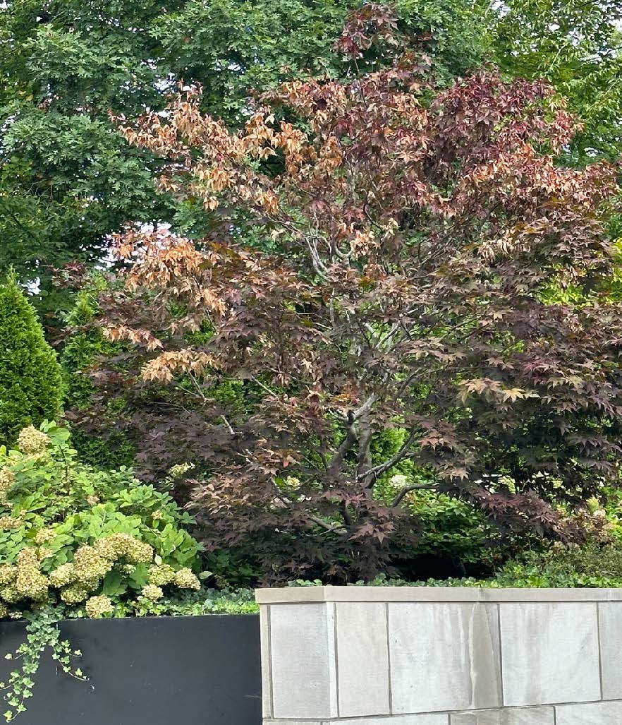 Verticillium Wilt a Japanese Maple amongst other greenery and behind a retaining wall