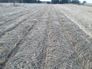 High residue rye cover crop prior to cotton planting.