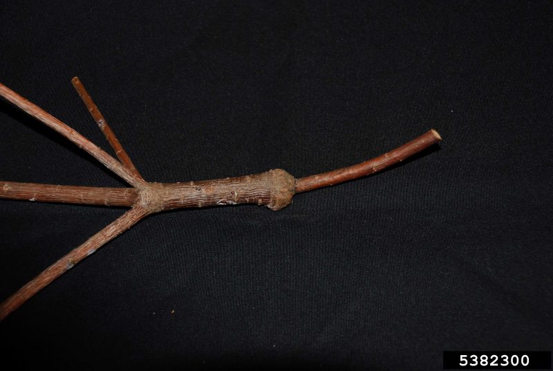 A dead, defoliated shrub has dozens of bagworm cocoons suspended from its bare branches.