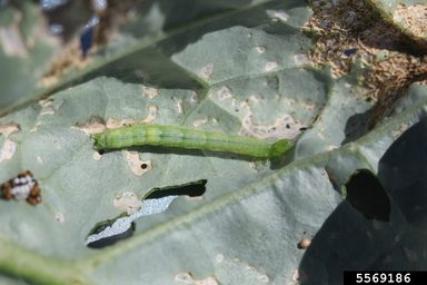 Figure 2. Cabbage looper feeding on a leaf. Depiction of feeding injury, including windowpane damage, and leaves completely chewed through.