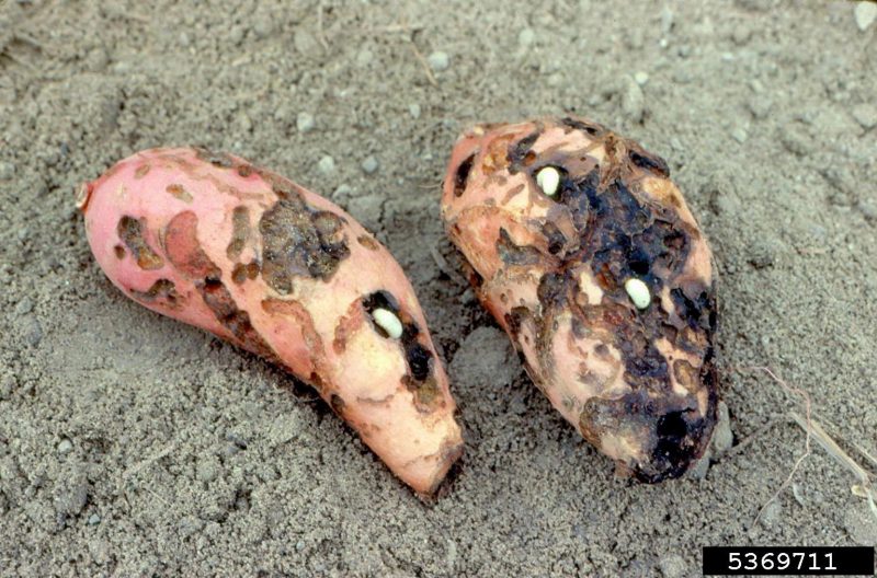 Sweet potato tubers with feeding damage by whitefringed beetle larvae.