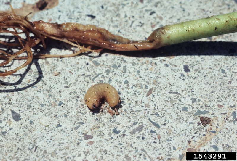 A whitefringed beetle larva beside a plant damaged by larval feeding.