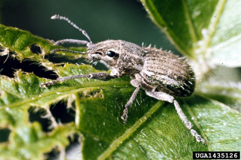 A closeup of an adult whitefringed beetle on a leaf.