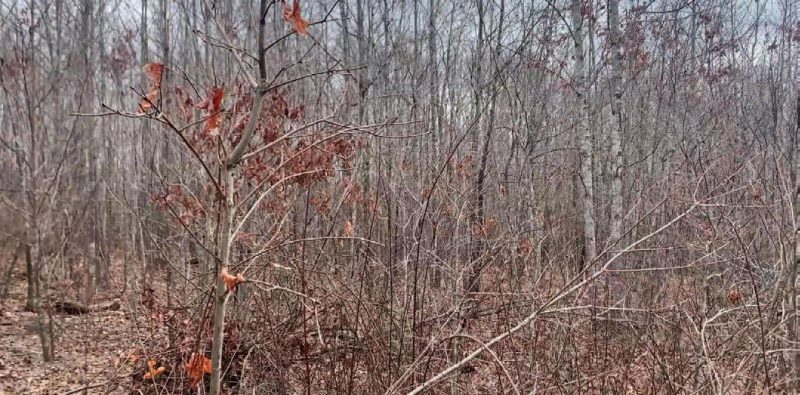 A close-up of a dense forest in early spring comprised of many very small hardwood trees. The trees are not leafed out and there are many dead leaves on the ground. 