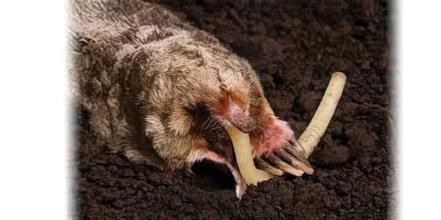 A close-up of a star-nosed mole with an elongated, off-white bait grabbed in its snout.