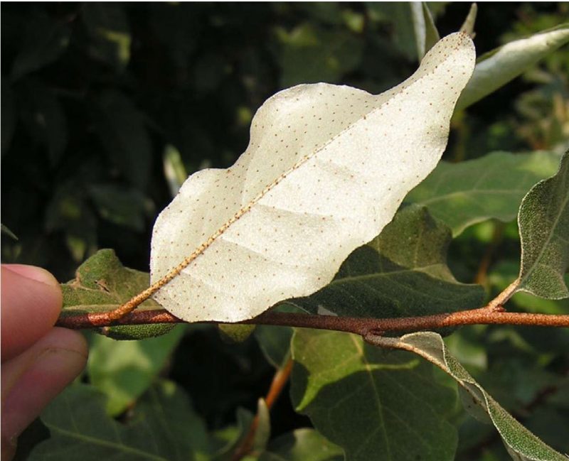 Image of a twig and the underside of a leaf.