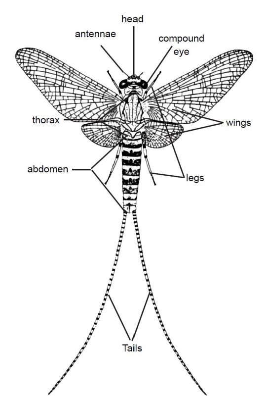 A labeled diagram of an adult mayfly showing its major morphological features, including the head, antennae, compound eyes, wings, thorax, abdomen, legs, and tails.
