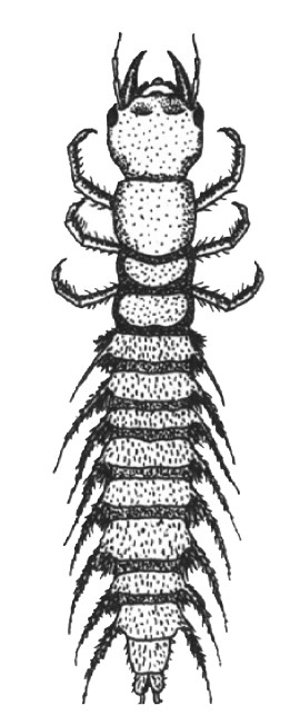 A detailed illustration of a Megalopteran larva, showing its segmented body, multiple pairs of legs, and prominent pincers at the head.