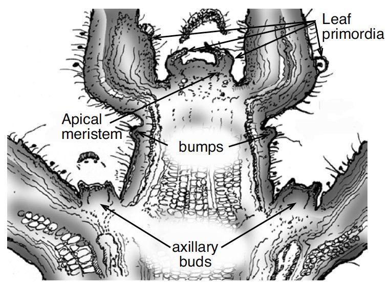 Black and white drawing of shoot tips