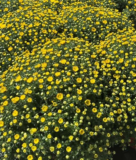A group of yellow flowering mums