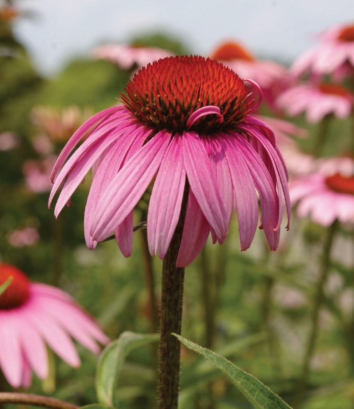 Purple coneflower (Echinacea spp.)