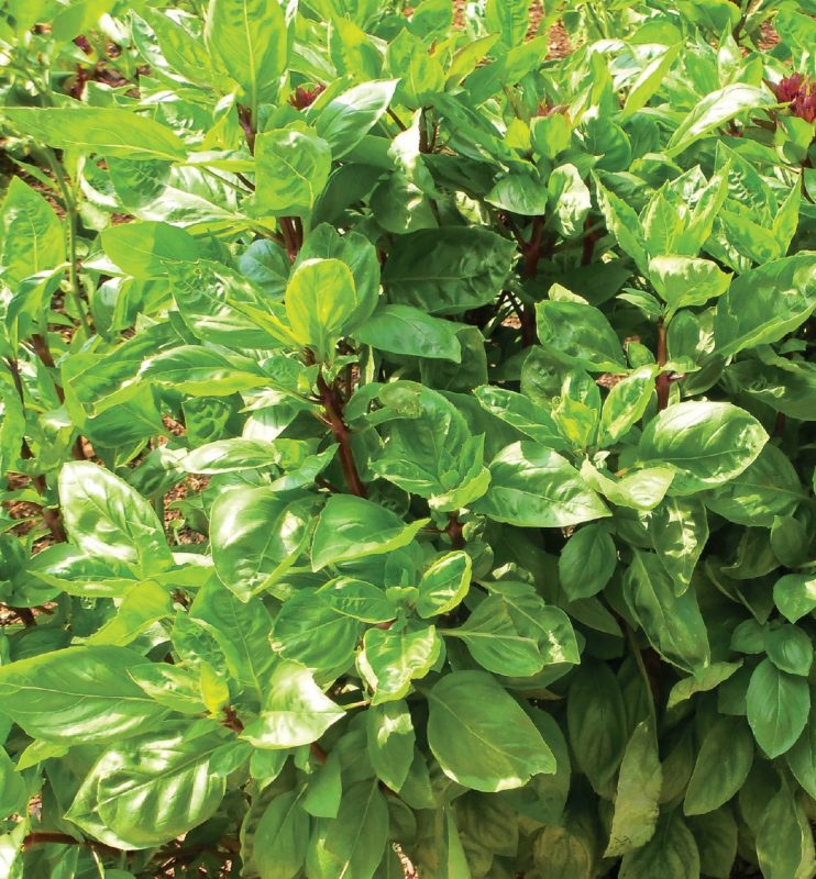 Basil (Ocimum basilicum). 