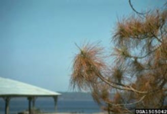 A close-up of branches of a pine tree in which most of the needles have turned brown; a body of water and some type of shelter is in the background to the left of the image.