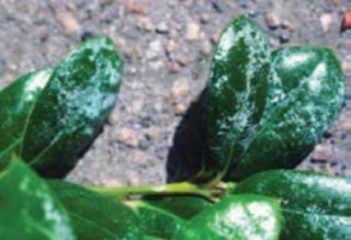 A close-up of holly leaves still on the branch with a white substance on them.