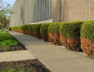 More than a dozen shrubs planted between a sidewalk and a building; the bottom half of each is brown while the top half remains green.