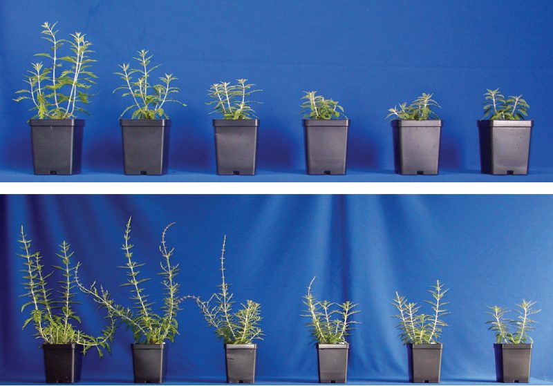 Russian sage (Perovskia atriplicifolia) treated with paclobutrazol liner soaks (10 minutes in solution) at the time of planting. 