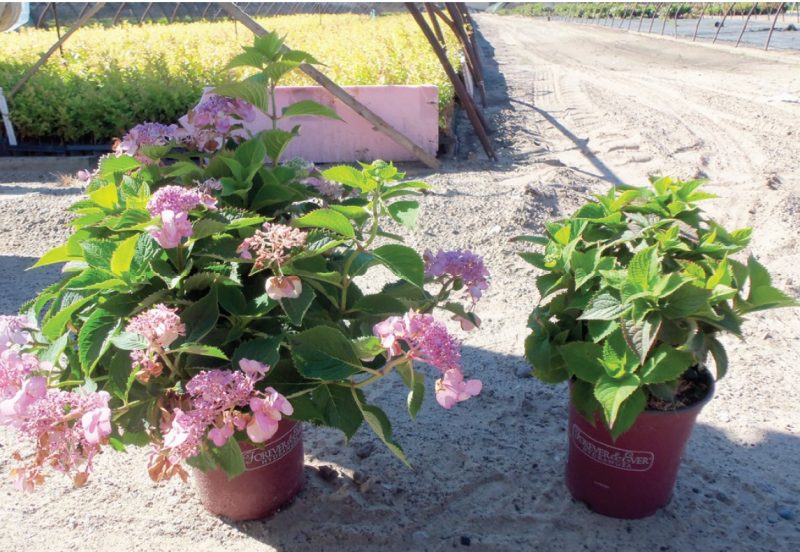 Two 'Forever and Ever' hydrangeas in pots, demonstrating the uniformity of spray application. Both were treated with 10 ppm of uniconazole during the same spray application, highlighting the critical impact on crop quality.