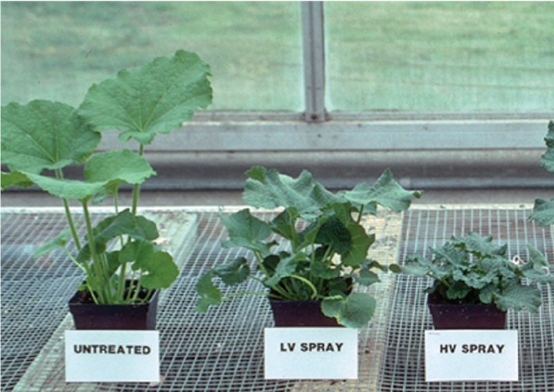 Hollyhock (Alcea rosea), left to right: untreated; treated with a foliar spray of 50 ppm paclobutrazol at the label-recommended volume of 2 quarts per 100 square feet; and treated at a high volume of 4 quarts per 100 square feet. Practice your technique to ensure a consistent application volume.