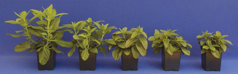 Veronica ‘Icicle’ treated with drenches of ancymidol, left to right: untreated, 2-, 4-, 6-, and 8-ppm drenches of ancymidol applied as 2 fluid ounces per quart pot. 