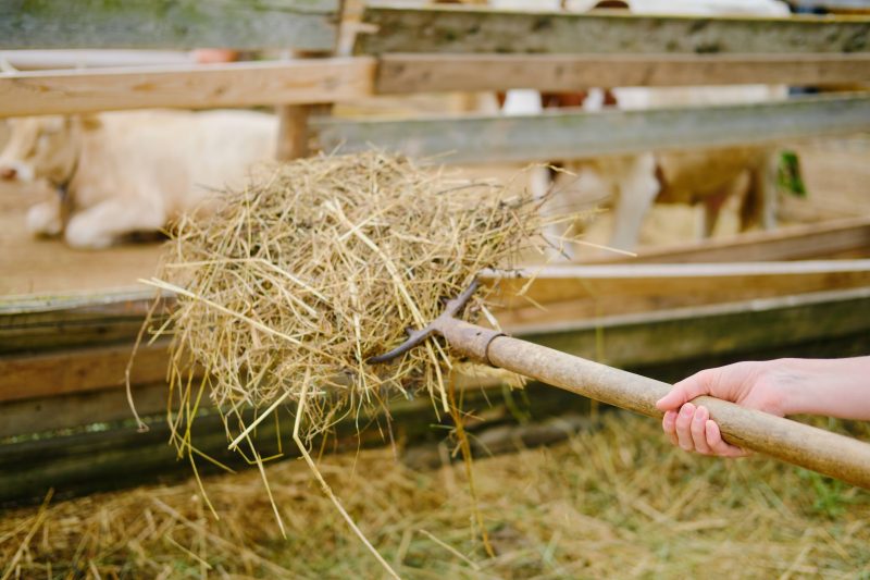A woman's hand holding a pitchfork full of hay ready to put insert through wood slats to give to the animals.