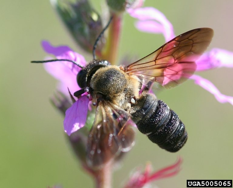 A giant resin bee with spread wings visiting a purple flower.