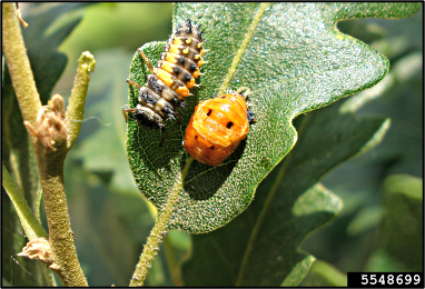 A multicolored Asian ladybird beetle larva and pupae on a fresh leaf.