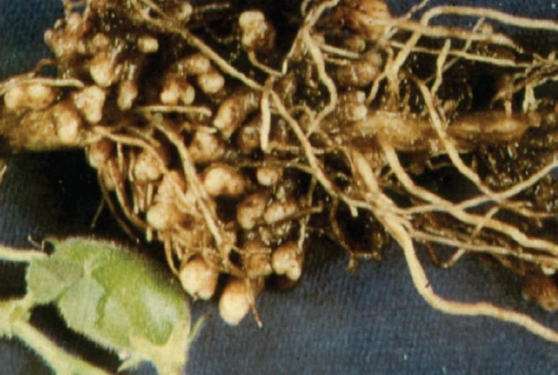 Figure 3. Nodules formed by Rhizobium bacteria on the roots of several legume species. When nodules are present, legumes can “fix” nitrogen from the air, satisfying their own nitrogen nutrition requirements and providing excess nitrogen to nonlegume plant species.