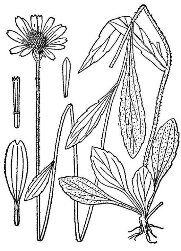 an illustration of black-eyed Susan