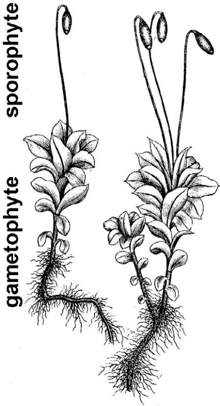 an illustration of moss