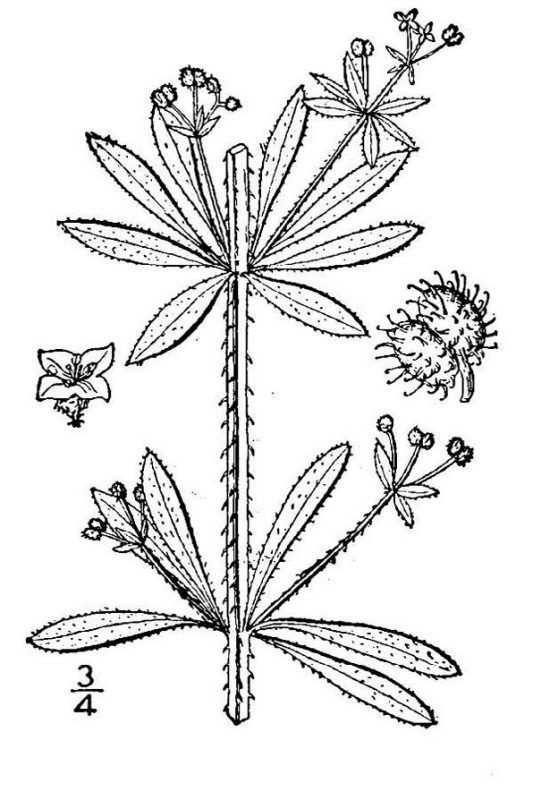 an illustration of bedstraw leaves