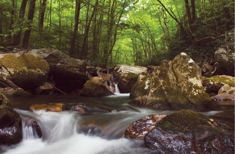 Small falls in the woods