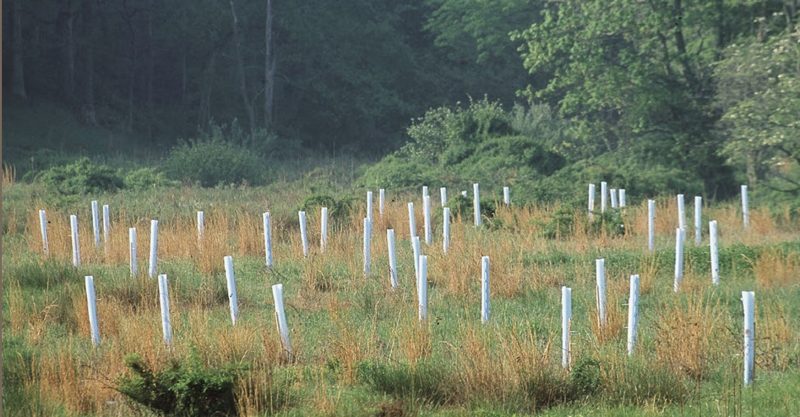 Certain cost-share programs may be available to help you cover the costs of reforestation, such as site preparation, seedlings, and planting.