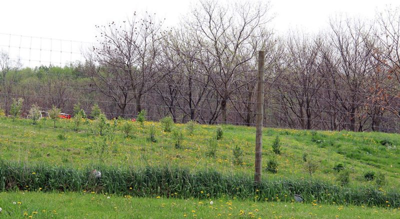 Deer Fencing.