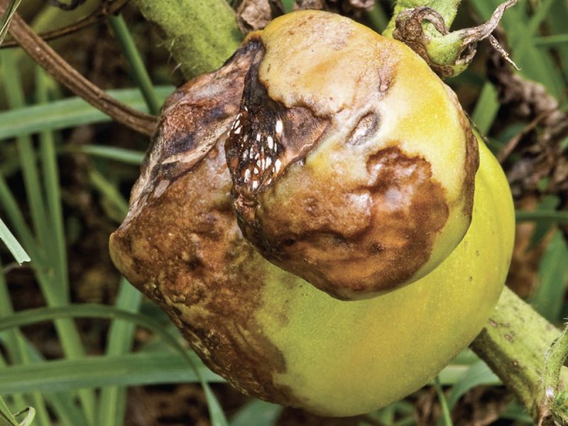 Photo of a a oily, brown/copper-colored, sunken lesions on green tomato