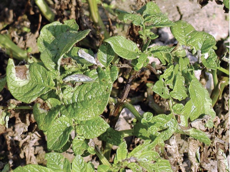 Photo of a blighted leaves, petiole, and stem lesions on potato.