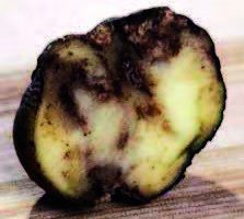 cross-section image of potato with brown splotches
