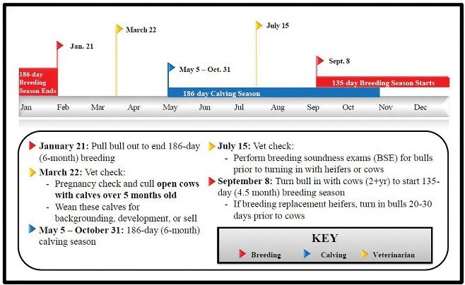 January 21: Pull bull out to end 186-day (6-month) breeding. March 22: Vet check: Pregnancy check and cull open cows with calves over 5 months old. Wean these calves for backgrounding, development, or sell. May 5 — October 31: 186-day (6-month) calving season. July 15: Vet check: Perform breeding soundness exams (BSE) for bulls prior to turning in with heifers or cows. September 8: Turn bull in with cows (2+yr) to start 135-day (4.5 month) breeding season. If breeding replacement heifers, turn in bulls 20-30 days prior to cows.