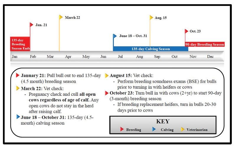 January 21: Pull bull out to end 135-day (4.5 month) breeding season. March 22: Vet check: Pregnancy check and cull all open cows regardless of age of calf. Any open cows do not stay in the herd after raising calf. June 18 — October 31: 135-day (4.5-month) calving season. August 15: Vet check: Perform breeding soundness exams (BSE) for bulls prior to turning in with heifers or cows. October 23: Turn bull in with cows (2+yr) to start 90-day (3-month) breeding season. If breeding replacement heifers, turn in bulls 20-30 days prior to cows.