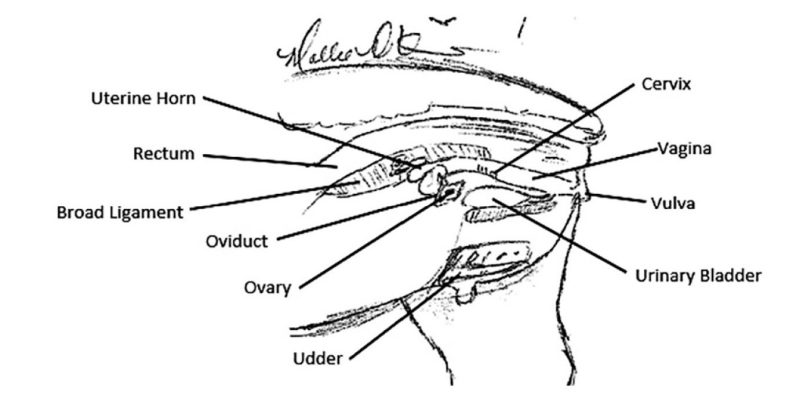 A hand-drawn illustration of a female sheep reproductive tract with the parts labeled.