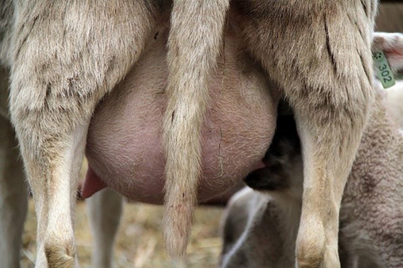 Katahdin ewe nursing lamb.