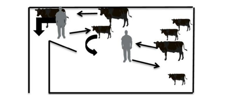 Illustrates two handlers emptying a pen of cattle, letting the cows move passed them and keeping the calves in the pen. One handler is further in the pen separating stragglers.