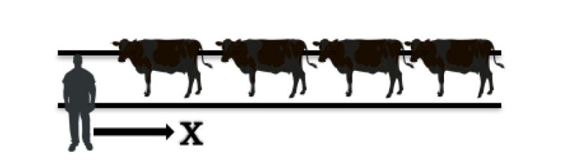 Depicts cattle in an alley way and how a person should walk passed their point of balance to move them down the alley.