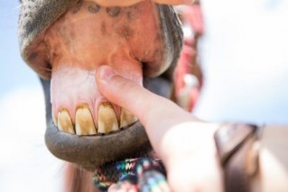 An openned horse mouth with light pink gums.