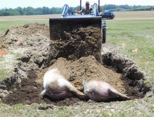 An Image of two swine mortality being covered with soil in an above ground