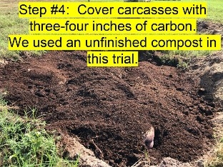 We used an unfinished compost in this trial The trench with the swine mortality covered with 3-4 inches of compost.