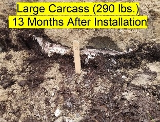 An Image showing the cross section of the excavated above ground burial trench. The bottom of the trench is a layer of undecomposed mulch about 2 inches thick. There is a layer of the remnants of the animal carcass about 1 inch thick. Above the carcass is the soil that covered the carcass.