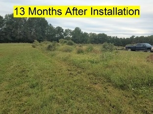 An Image of multiple above ground burial trenches with vegetative growth covering the mounds.
