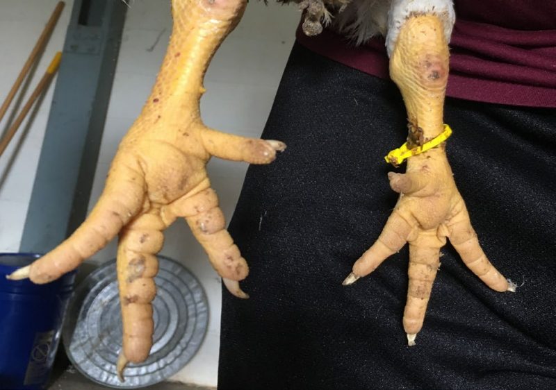 two chicken feet