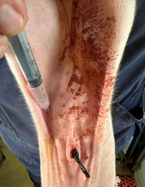 Person injecting a pig at the edge of the peritoneal area.