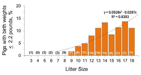 Bar graph showing that as litter size increases, the percentage of pigs with birth weights of 2.2 pounds or less increases.
